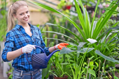 Professional hedge cutting service for Ealing homes and gardens