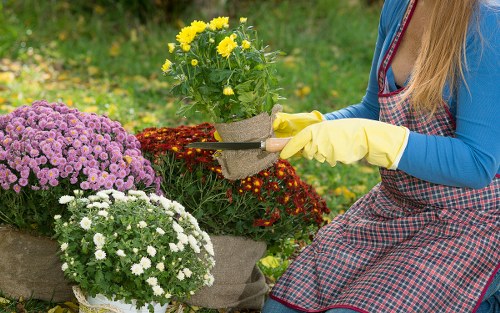 Professional tree care and crown management in a local landscape